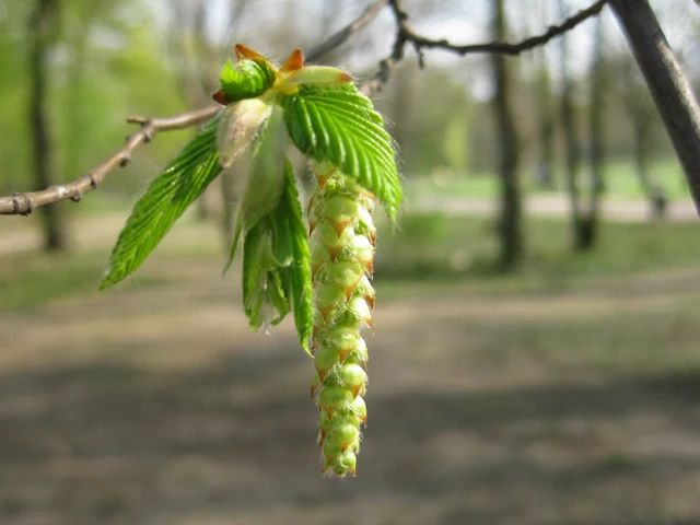 Hainbuche (Carpinus betulus)