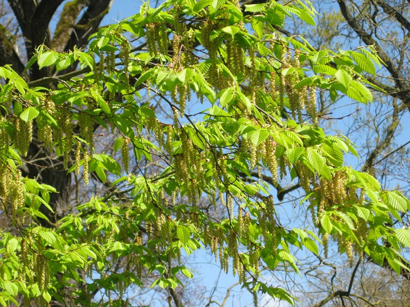 Hainbuche (Carpinus betulus)