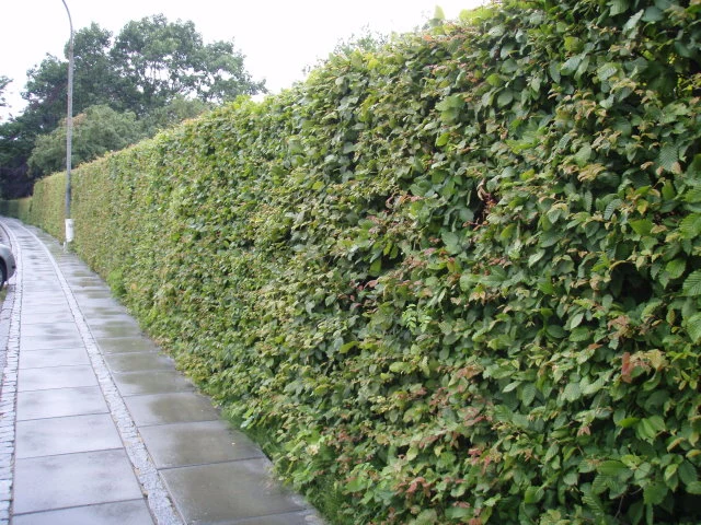 Hainbuche (Carpinus betulus)