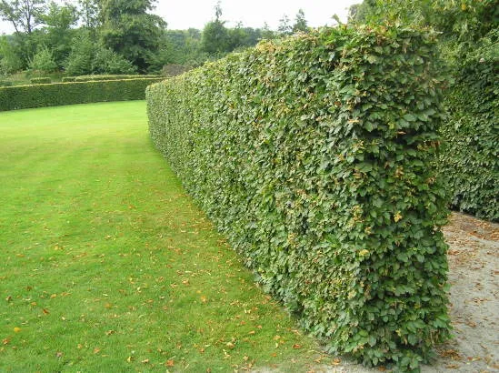 Hainbuche (Carpinus betulus)