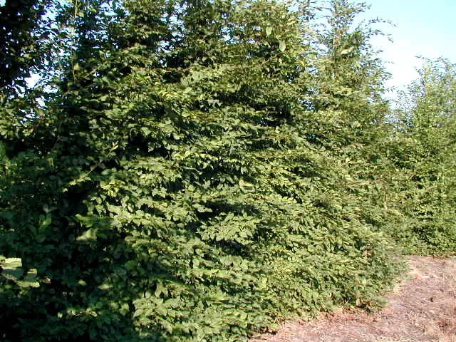 Hainbuche (Carpinus betulus)
