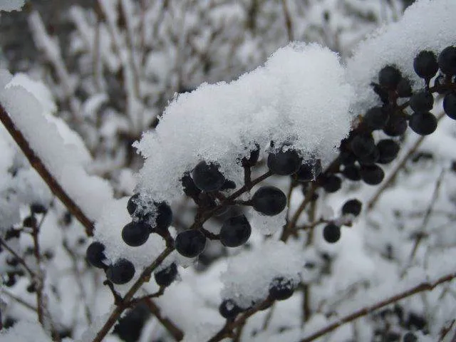 Schnitthecke Liguster (Ligustrum vulgare)