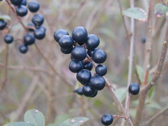 Schnitthecke Liguster (Ligustrum vulgare)
