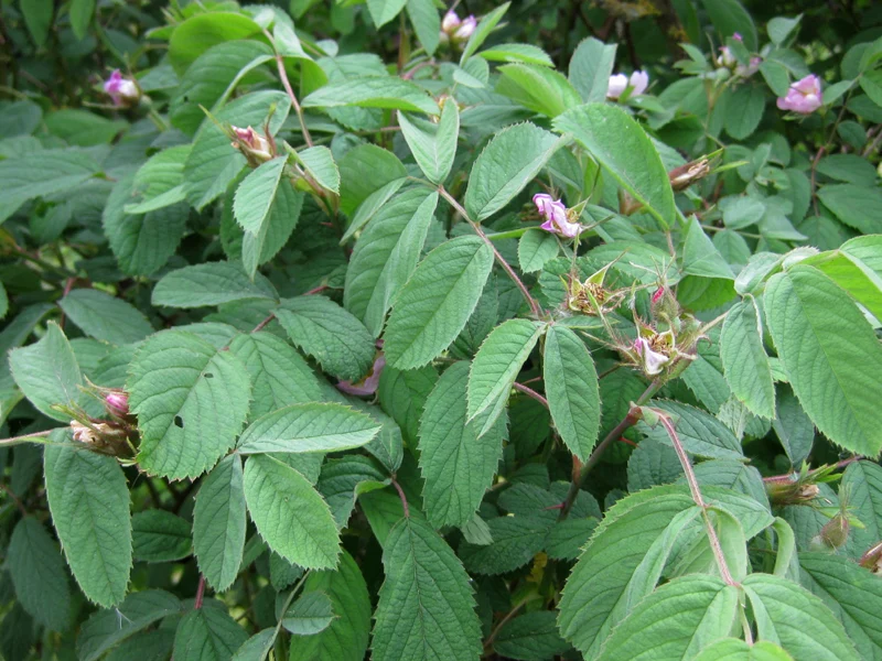 Apfelrose (Rosa villosa)