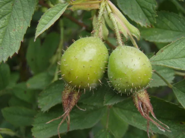 Apfelrose (Rosa villosa)