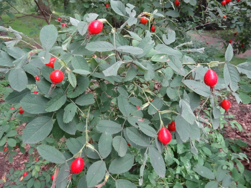 Apfelrose (Rosa villosa)