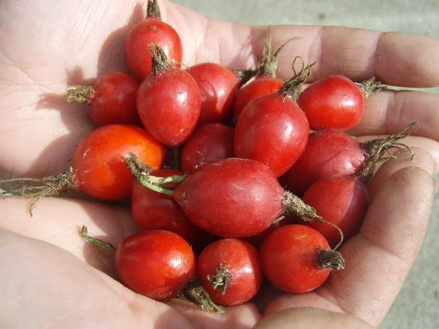 Apfelrose (Rosa villosa)