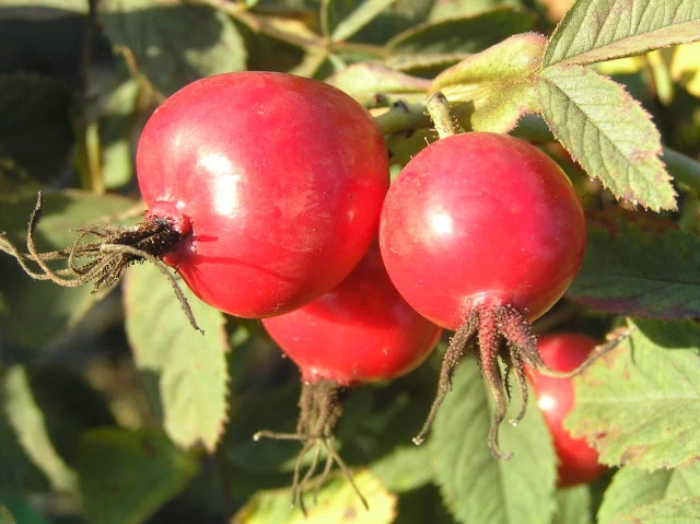 Apfelrose (Rosa villosa)