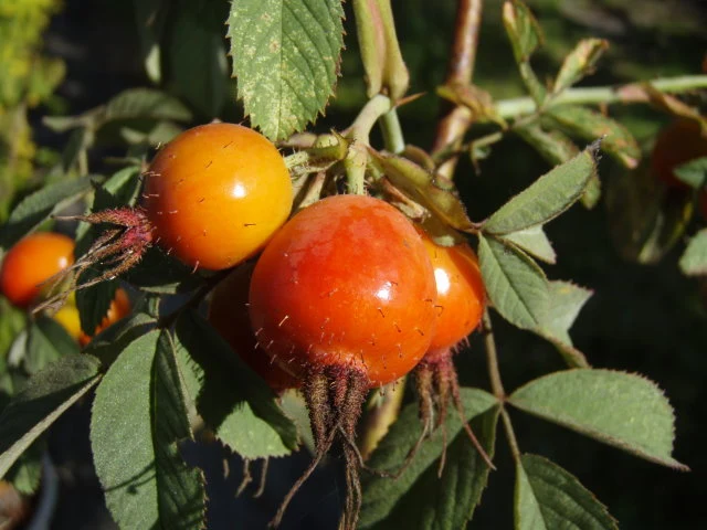 Apfelrose (Rosa villosa)
