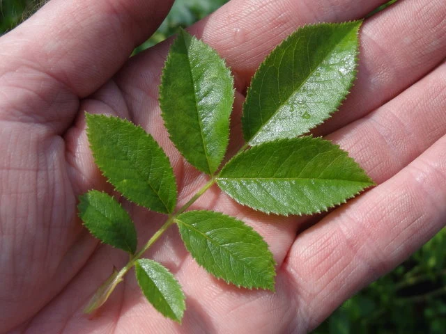 Ackerrose (Rosa agrestis)