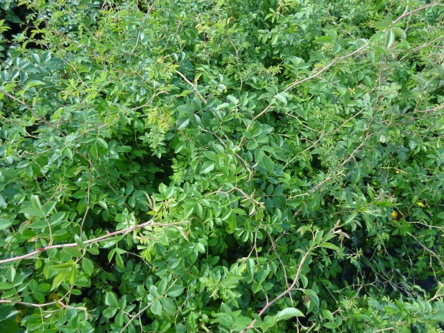 Ackerrose (Rosa agrestis)
