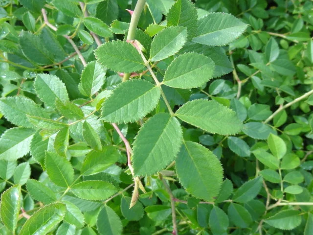 Ackerrose (Rosa agrestis)
