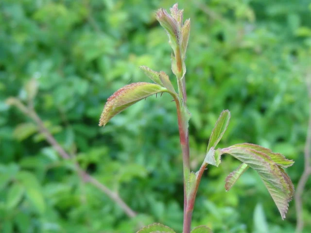 Ackerrose (Rosa agrestis)