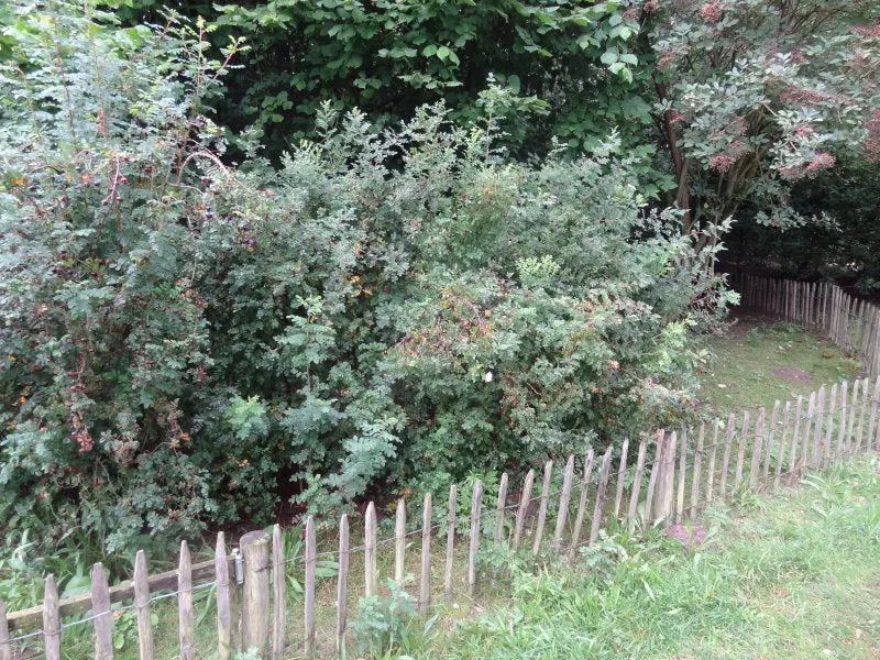 Bibernellrose (Rosa pimpinellifolia)