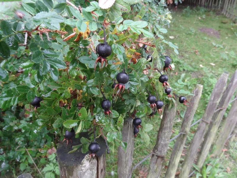 Bibernellrose (Rosa pimpinellifolia)
