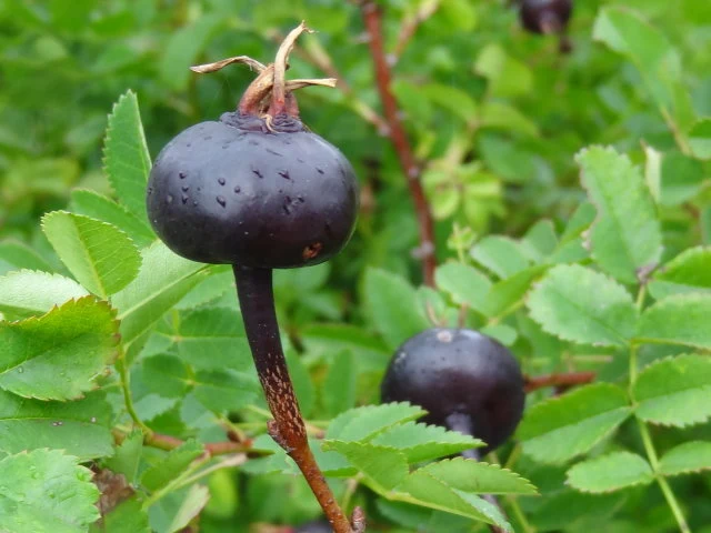 Bibernellrose (Rosa pimpinellifolia)