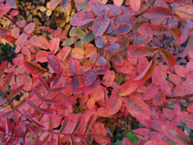 Bibernellrose (Rosa pimpinellifolia)