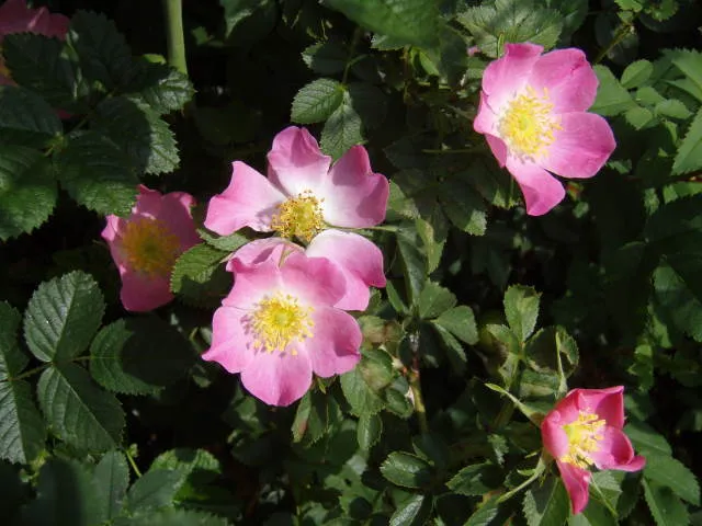 Blaue Hechtrose (Rosa glauca)