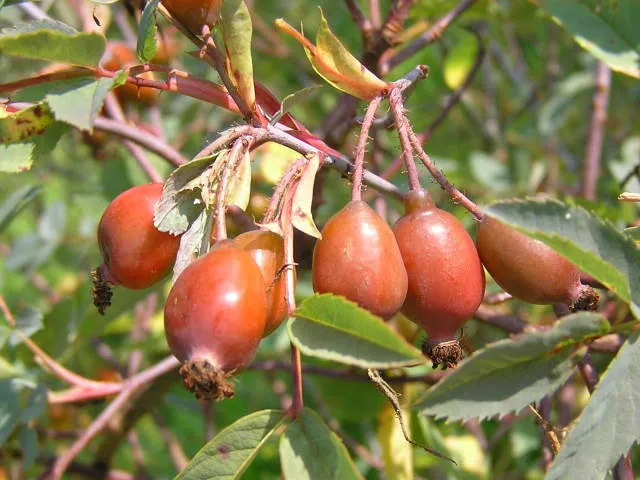 Blaue Hechtrose (Rosa glauca)