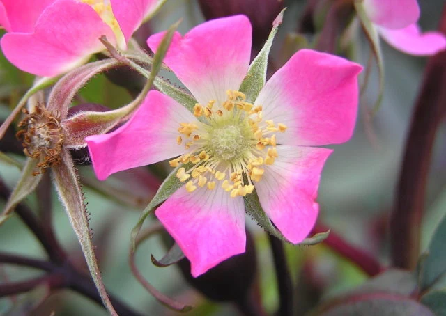 Blaue Hechtrose (Rosa glauca)