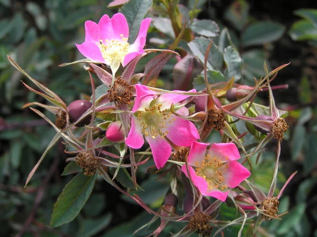 Blaue Hechtrose (Rosa glauca)