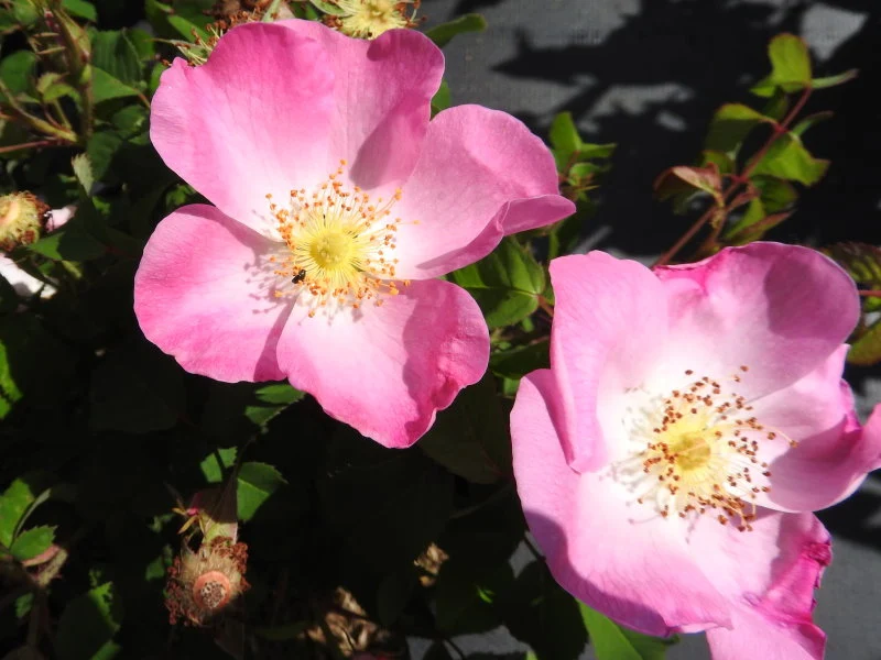Essigrose (Rosa gallica)