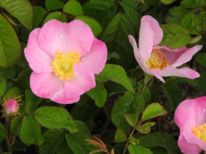 Essigrose (Rosa gallica)