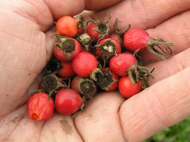 Essigrose (Rosa gallica)