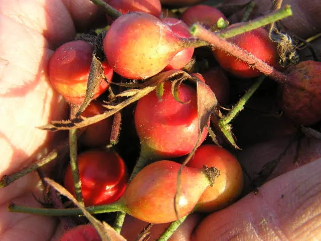 Essigrose (Rosa gallica)