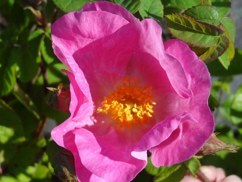 Essig-Hunds-Rose (Rosa x aunieri)