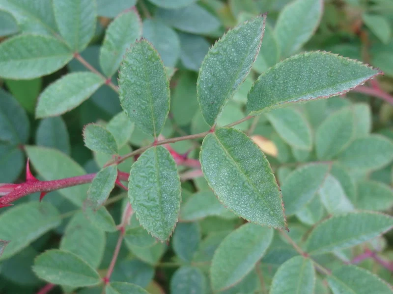 Filzrose (Rosa tomentosa)