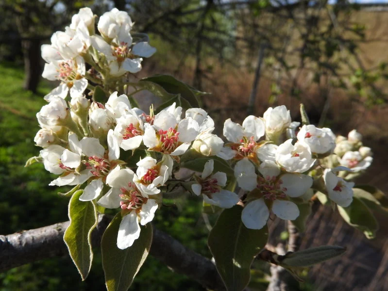 Winterbirne "Boscs Flaschenbirne"