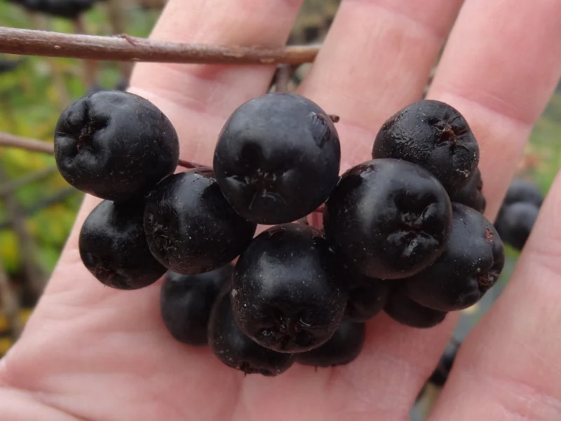Kulturapfelbeere "Nero" (Aronia prunifolia "Nero")