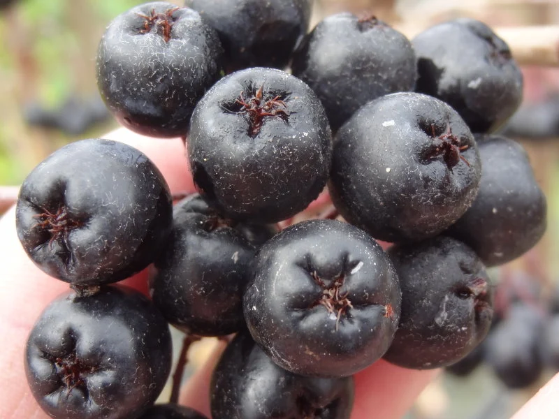 Kulturapfelbeere "Nero" (Aronia prunifolia "Nero")