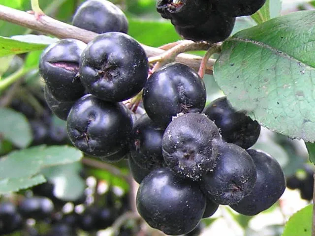 Kulturapfelbeere "Nero" (Aronia prunifolia "Nero")