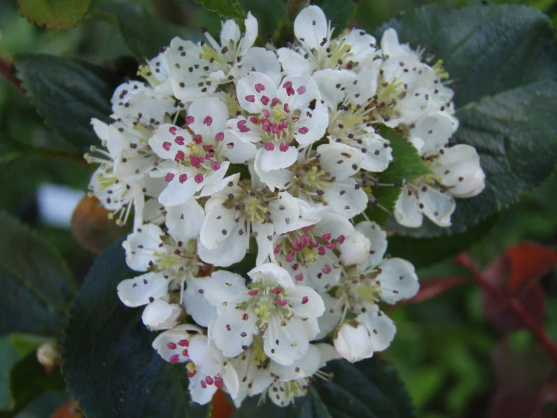 Kulturapfelbeere "Nero" (Aronia prunifolia "Nero")