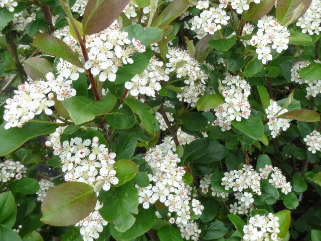Kulturapfelbeere "Nero" (Aronia prunifolia "Nero")