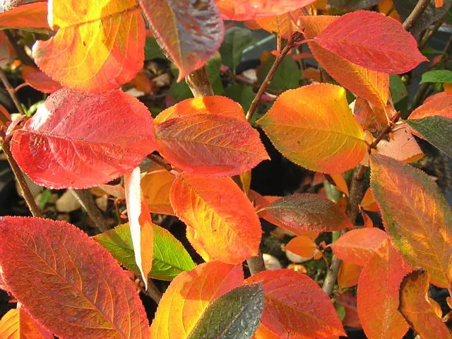 Kulturapfelbeere "Nero" (Aronia prunifolia "Nero")