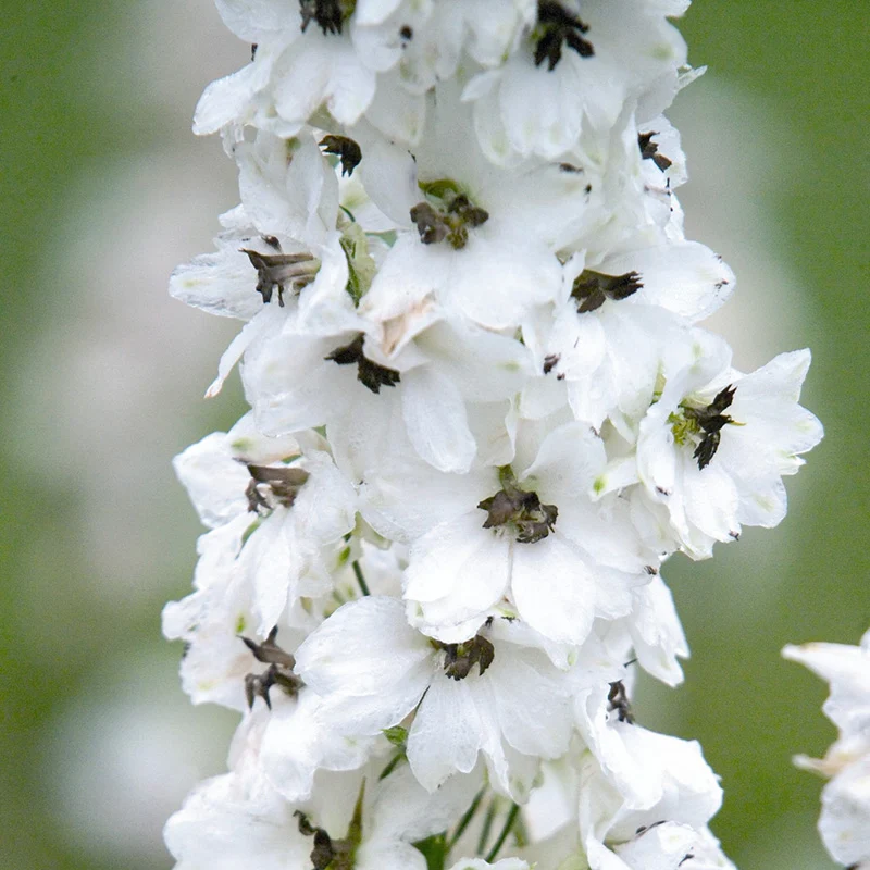 Rittersporn - Pacific Percival - Delphinium hybrida