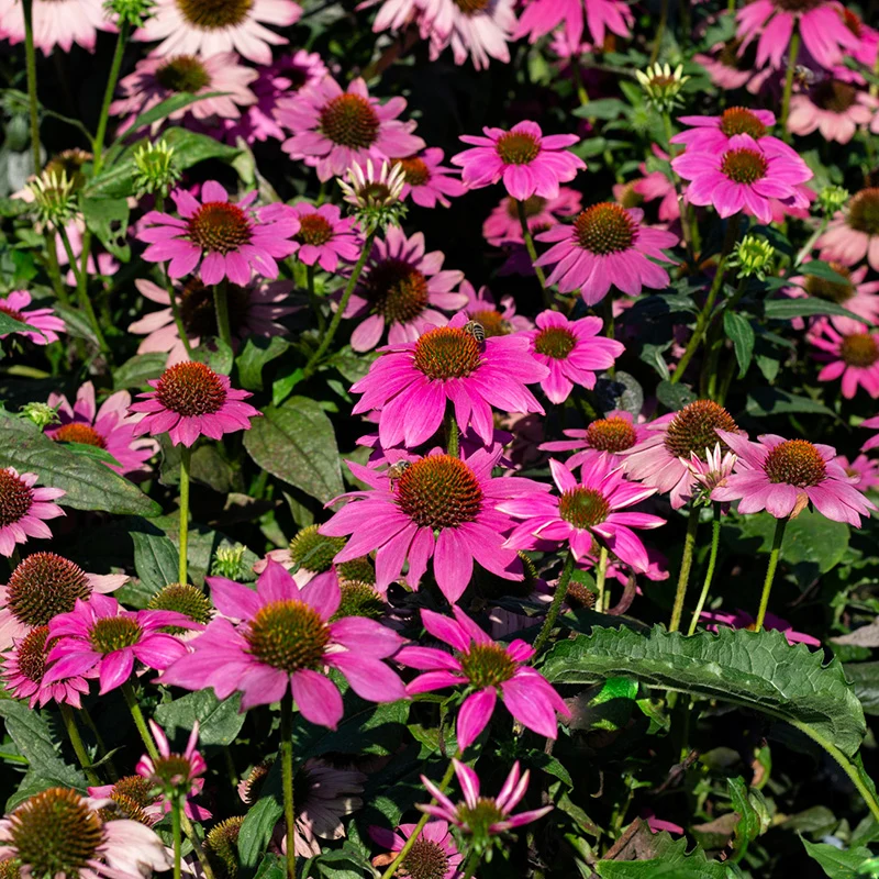 Sonnenhut - PollyNation Pink Shades
