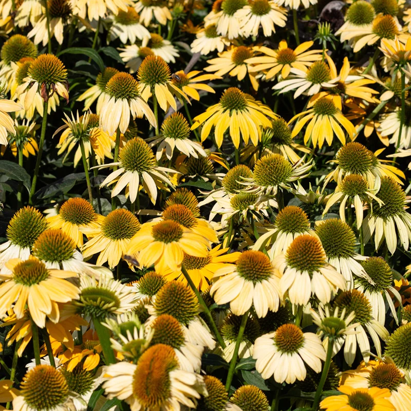 Sonnenhut - PollyNation Yellow
