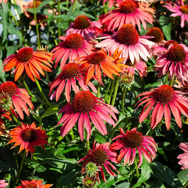 Sonnenhut - PollyNation Orange Red