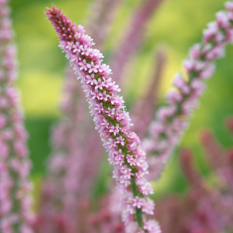 Meerlavendel - Pink Pokers