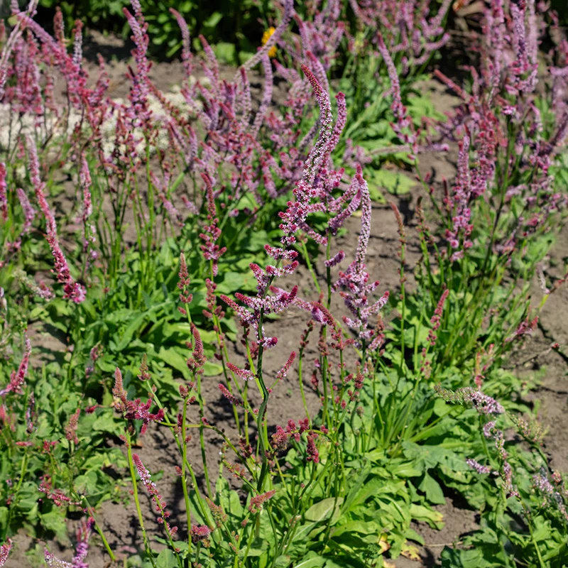 Meerlavendel - Pink Pokers