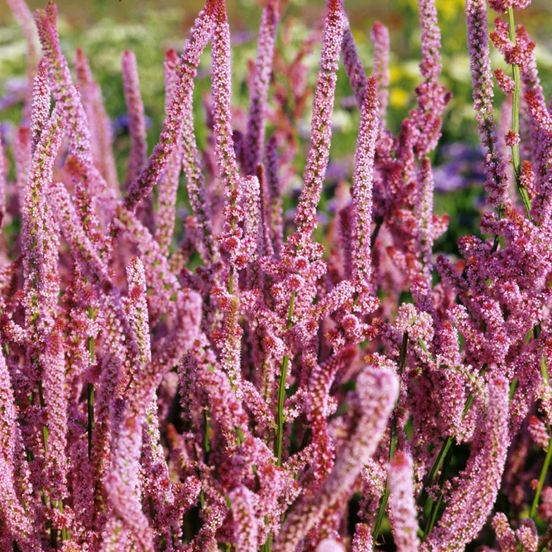 Meerlavendel - Pink Pokers