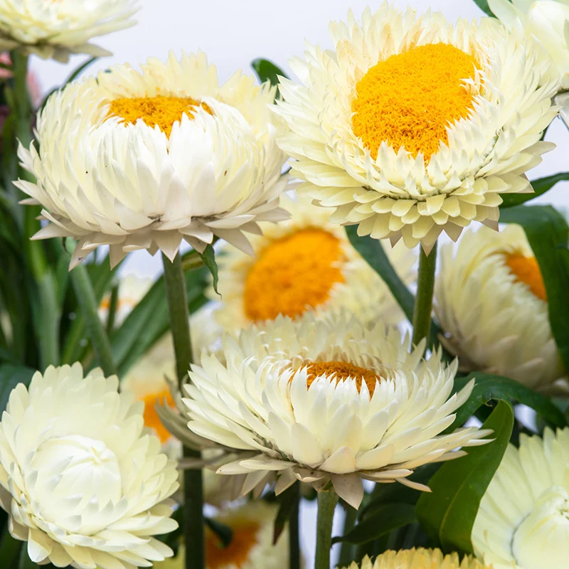 Strohblume - Frosted Sulphur