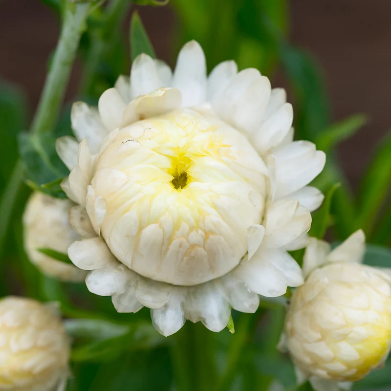 Strohblume - Frosted Sulphur