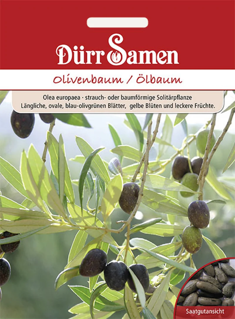 Olivenbaum Ölbaum Saatgut