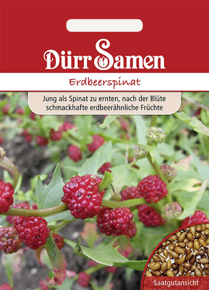 Erdbeerspinat Saatgut