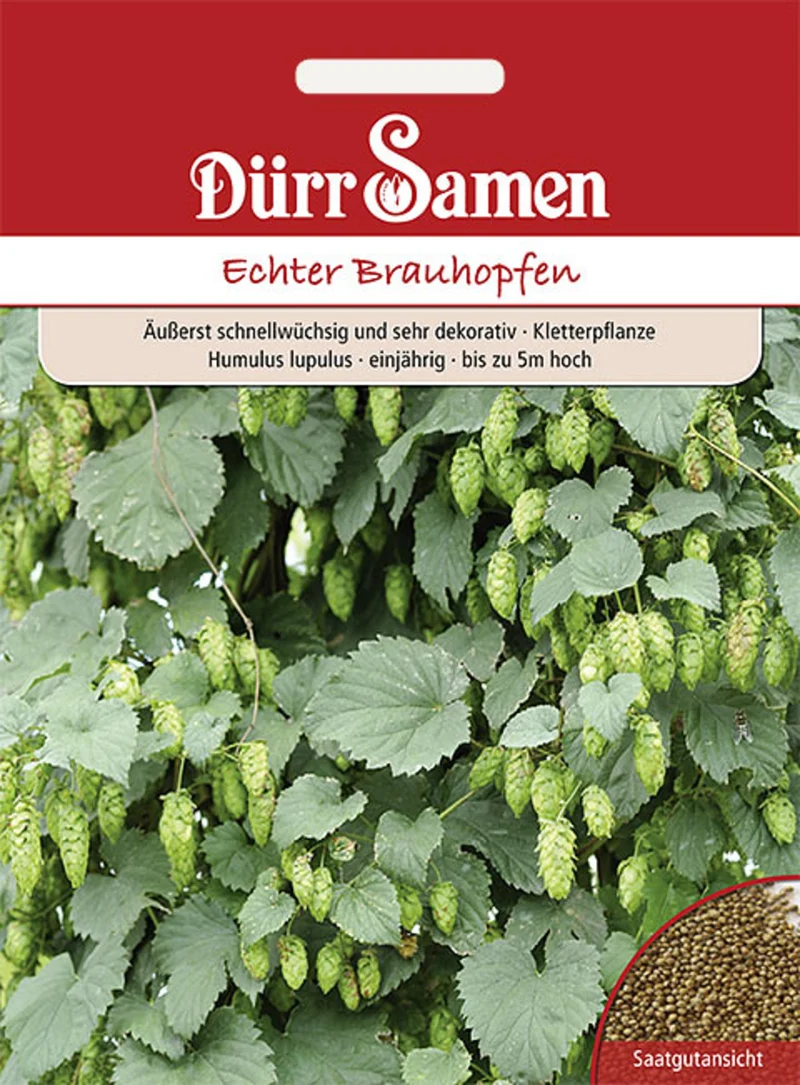 Echter Brauhopfen Saatgut